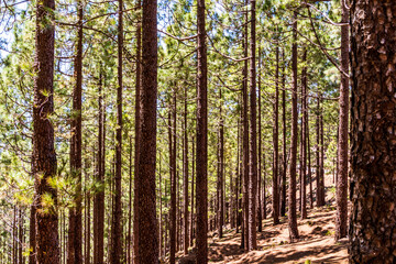 Pinus sp que pertenece a la familia Pinaceae, en la isla de Tenerife.
