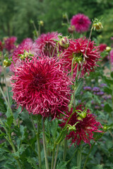 Fimbriated dark pink Dahlia outdoor