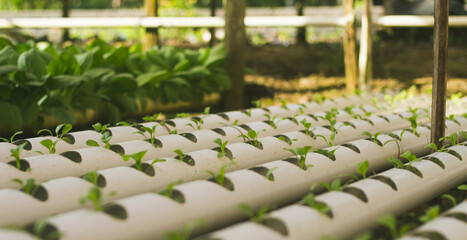 Mustard Pakcoy or Sawi Sendok in Hydroponic Farming. Photo with Blurred Background.