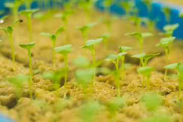 Mustard Pakcoy or Sawi Sendok in Hydroponic Farming. Photo with Blurred Background.