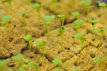 Mustard Pakcoy or Sawi Sendok in Hydroponic Farming. Photo with Blurred Background.