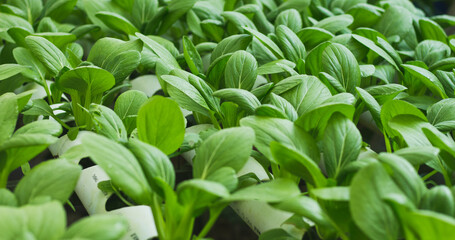Mustard Pakcoy or Sawi Sendok in Hydroponic Farming. Photo with Blurred Background.