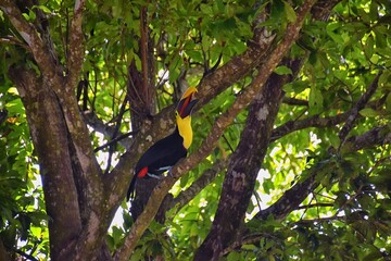 Toucan bird wild, Yellow-throated, Ramphastos ambiguus in the Costa Rica nature near Jaco. resting in tree on branch in tropical rainforest. Central America.