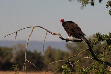 American Turkey Vulture Perched on a Lichen Covered Branch