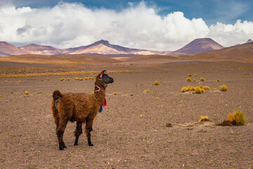Young llama in the wild of Atacama Desert, Andes altiplano, Chile