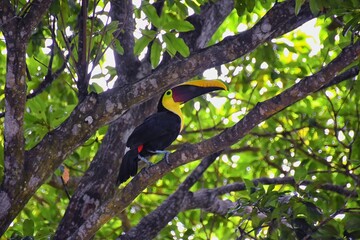 Fototapeta premium Toucan bird wild, Yellow-throated, Ramphastos ambiguus in the Costa Rica nature near Jaco. resting in tree on branch in tropical rainforest. Central America.