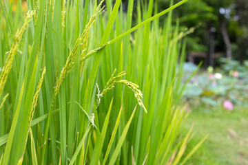 Rice plant in rice field.