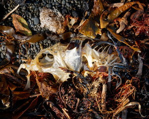 Fish bones, all that remain of a fish on a beach.