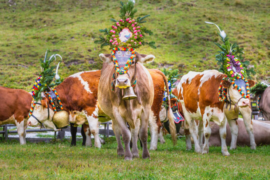 Ornate Cow parade called Almabtrieb in Zillertal, Austrian alps