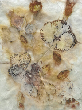 "Falling Together" - Eco Print from Nature - Natural Colors from Plants, Leaves and Flowers. This is an original image created by pressing & steaming plant materials onto specific papers & substrates.