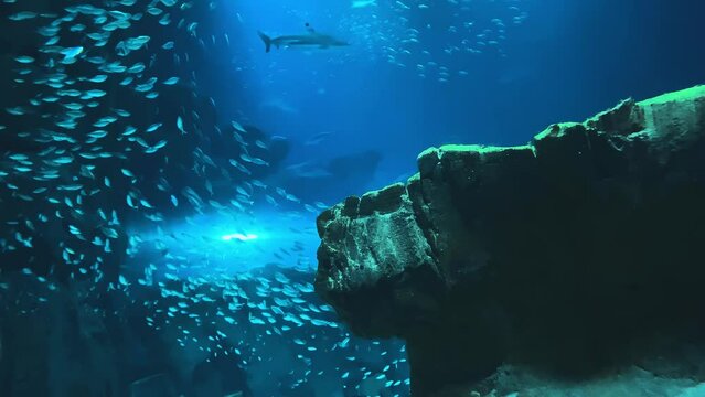 A huge flock of sea fish swims in deep blue transparent water between the carol rocks of the sea fault. Underwater video footage.