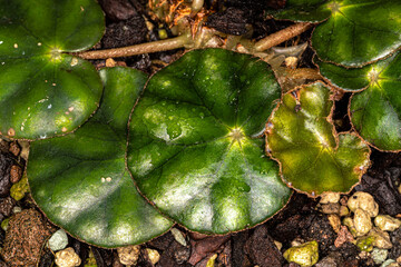 Leaves of a Begonia (Begonia hydrocotylifolia) Plant