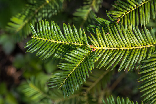 Leaves of Plum Yew (Cephalotaxus harringtonia var. nana Nakai)