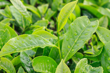 Fresh Green Tea Leaves in a Tea plantation. Close-Up of Tea