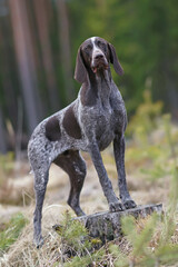 Obedient brown marble German Shorthaired Pointer dog with a docked tail posing outdoors standing on a stump in a forest in spring
