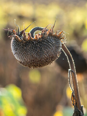 Verwelkte Sonnenblumen im Spätherbst