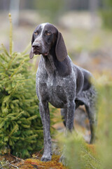 Brown marble German Shorthaired Pointer dog posing outdoors in spring standing in a forest
