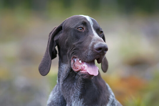The portrait of a brown marble German Shorthaired Pointer dog posing outdoors in spring
