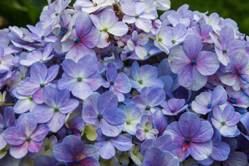Fototapeta premium Close-Up of a Violet Flower in the Garden. Bigleaf Hydrangea or Hydrangea Macrophylla, a Species of Hydrangeas. Flowers Wallpapper