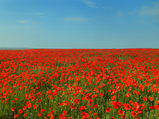poppy field on a summer day