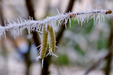 Spiky rime ice covers hazel catkins. Ice needles on a hazel branch. Hoarfrost crystals coating hazel catkins. Crystallized tree branch.