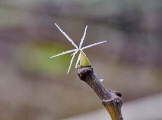 Spiky rime ice crystal covers a bud on soft dark background. An ice needle on a bud. Hoarfrost...
