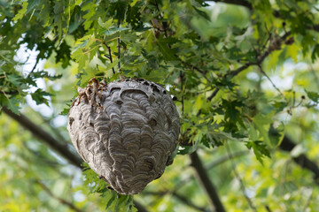 Bald-faced hornets (Dolichovespula Maculata) nest in a tree - obrazy, fototapety, plakaty