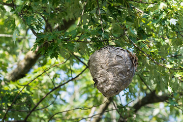 Bald-faced hornets (Dolichovespula Maculata) nest in a tree