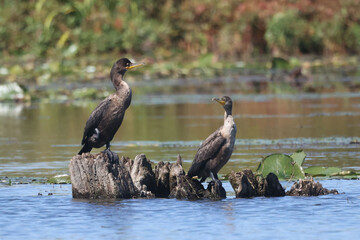 Two Juvenile Cormorants sitting on stump in water