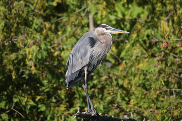 Great Blue Heron perched on dead branch