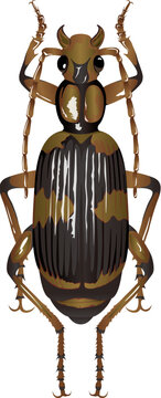 Pheropsophus jessoensis Morawitz 三井寺歩行虫 ミイデラゴミムシ