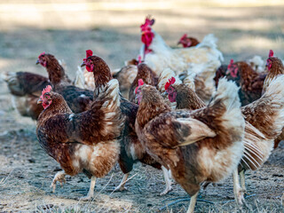 Hühner in Bodenhaltung