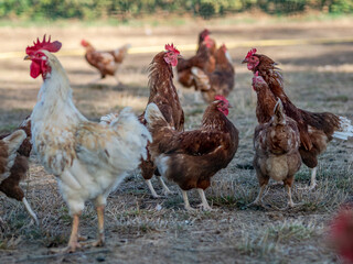 Hühner in Bodenhaltung