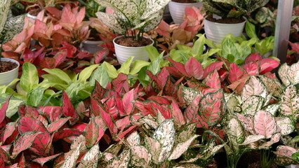 Different varieties of aglaonema flowers 