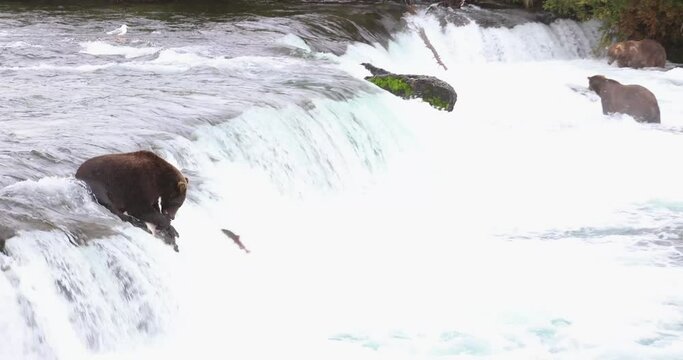 Wild grizzly or brown bear catches a salmon on top of the waterfall and eats it as more fish jump around it. 