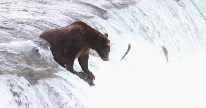 Wild grizzly bear at Brooks Falls, Alaska waiting to catch a jumping salmon as they jump up the river water. 