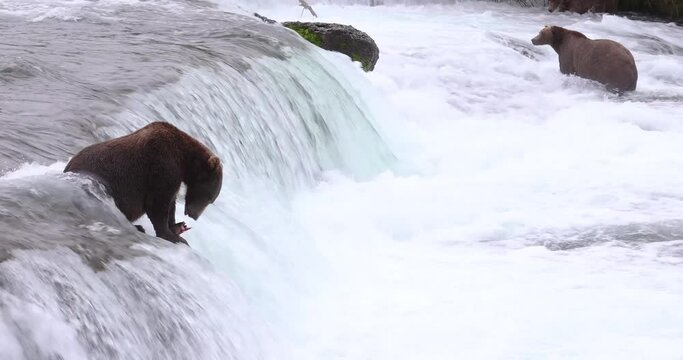 Wild grizzly bear on top of a waterfall waiting patiently as dozens of sockey and coho salmon attempt to jump up the water. 