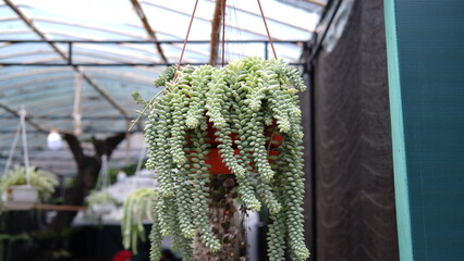 Hanging plant of Sedum morganianum, the donkey tail or burro's tail, is a species of flowering...