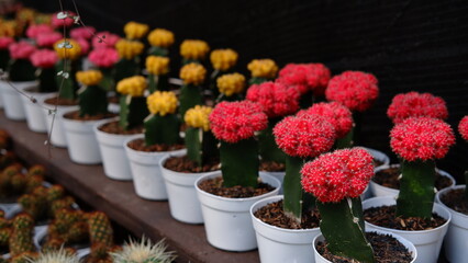 Group of small cactus plants for home decoration plants. House plants, cactus