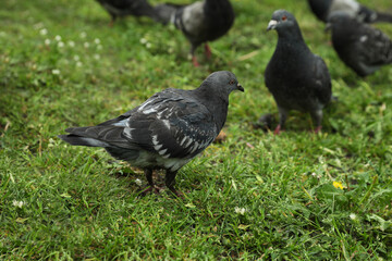Flock of beautiful grey doves on green grass outdoors