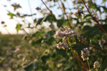 Beautiful blossoming buckwheat field on sunny day, closeup view