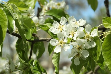 Beautiful blossoming pear tree outdoors on sunny day, closeup