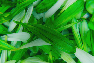 Pile of Green Daisy Petals