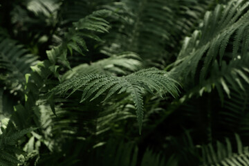 Beautiful fern with lush green leaves growing outdoors, closeup