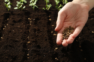Woman planting beet seeds into fertile soil, closeup. Vegetables growing