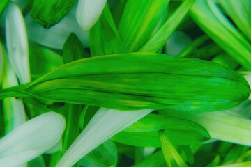 Obraz premium Pile of Green Daisy Petals