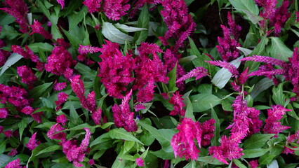 Celosia argentea, commonly known as the plumed cockscomb or silver cock's comb. This particular specie is the Celosia Argentea Intenz Dark Purple.