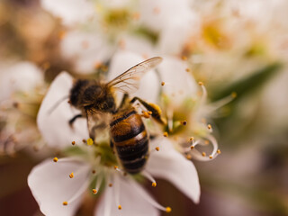 Bee on a flower