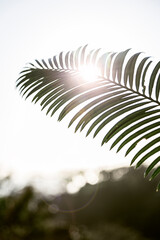 Sunbeam passing through the leaves of a palm tree. You can feel the nature and the summer vibes.