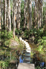Path and trees in a paperbark forest near Seventeen Seventy in Queensland, Australia